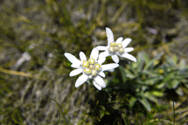 Edelweiss