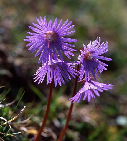 Soldanella