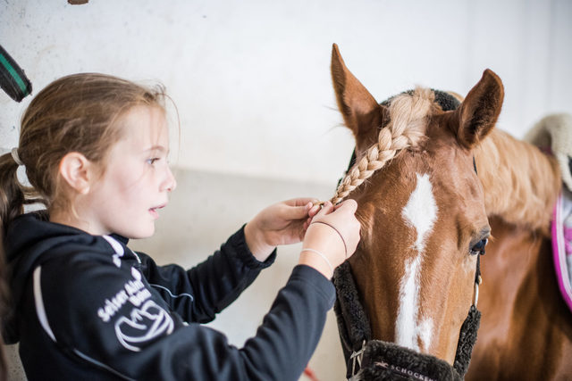 Haflinger